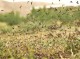 مبارزه با ملخ صحرایی در بیش از ۲۲ هزار هکتار از اراضی استان هرمزگان