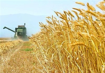 پیشبینی برداشت ۱۲۰ هزار تن گندم در جنوب کرمان پیشبینی برداشت ۱۲۰ هزار تن گندم در جنوب کرمان