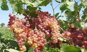آغاز برداشت انگور نوبرانه در بخش رودخانه رودان