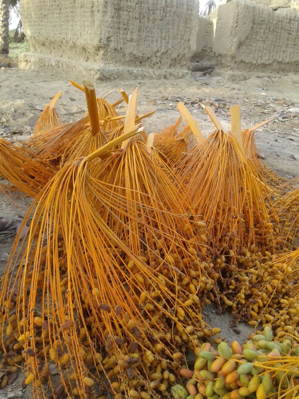 برداشت خرمایی المهتری در شهرستان سیریک برداشت خرمایی المهتری در شهرستان سیریک