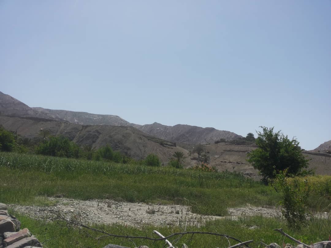 روستای اسپند بخش سندرک شهرستان میناب مرواریدی در صدف روستای اسپند بخش سندرک شهرستان میناب مرواریدی در صدف