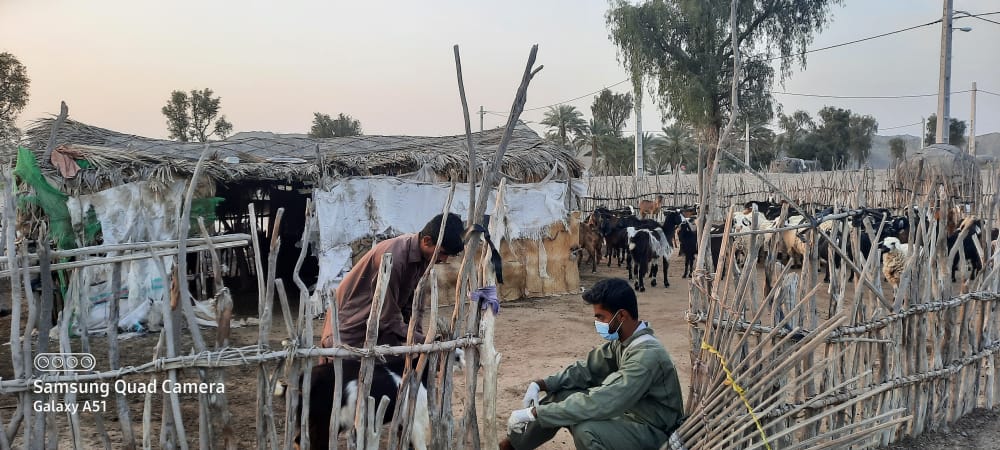 واکسیناسیون رایگان بیش از دو هزار دام سبک در لیردف جاسک واکسیناسیون رایگان بیش از دو هزار دام سبک در لیردف جاسک