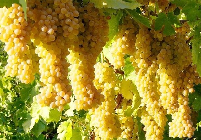 پیش بینی برداشت ۵۶۷ تن انگور از باغهای حاجی آیاد پیش بینی برداشت ۵۶۷ تن انگور از باغهای حاجی آیاد