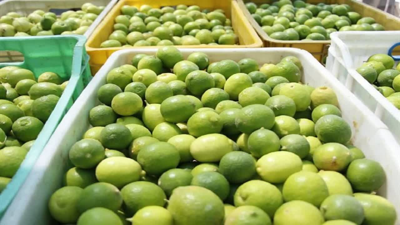 خرید حمایتی بیش از ۱۴ هزار تن لیموترش در هرمزگان خرید حمایتی بیش از ۱۴ هزار تن لیموترش در هرمزگان
