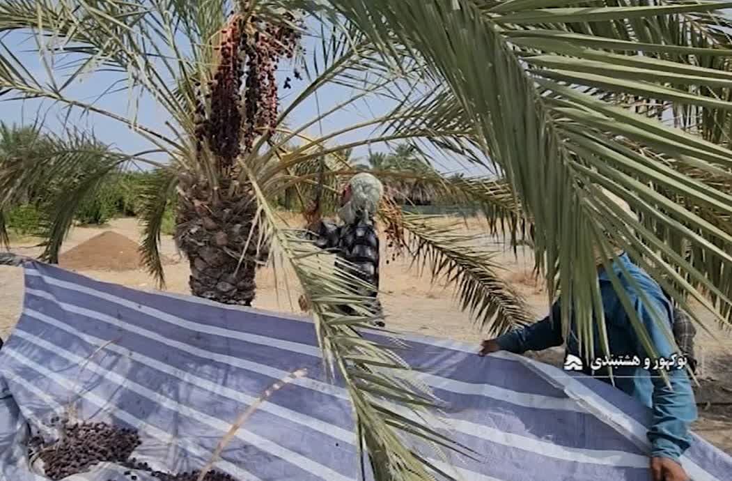 از اواسط مرداد ماه تاکنون؛ برداشت ۴ هزار تن خرما از نخلستانهای توکهور و هشتبندی از اواسط مرداد ماه تاکنون؛ برداشت ۴ هزار تن خرما از نخلستانهای توکهور و هشتبندی