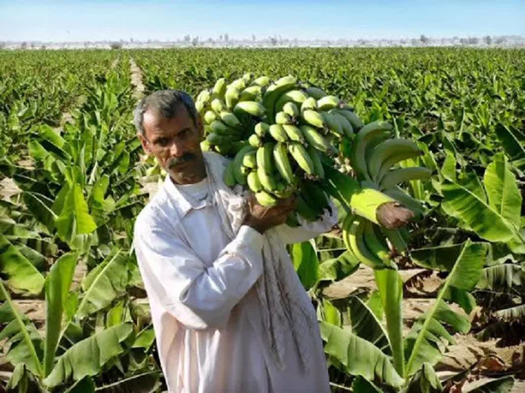  بیش از ۲۰۳ هزار تن موز در سیستان و بلوچستان تولید شد