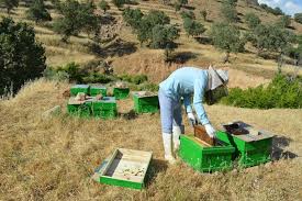 حمایت از طرح‌های اشتغالزایی روستایی در دستور کار است 