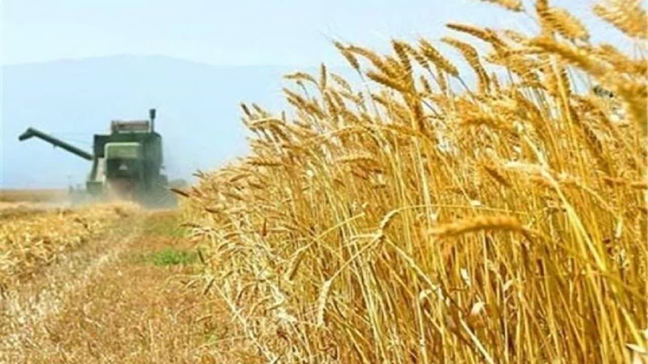 راه‌اندازی ۱۵ مرکز خرید گندم در جنوب سیستان و بلوچستان