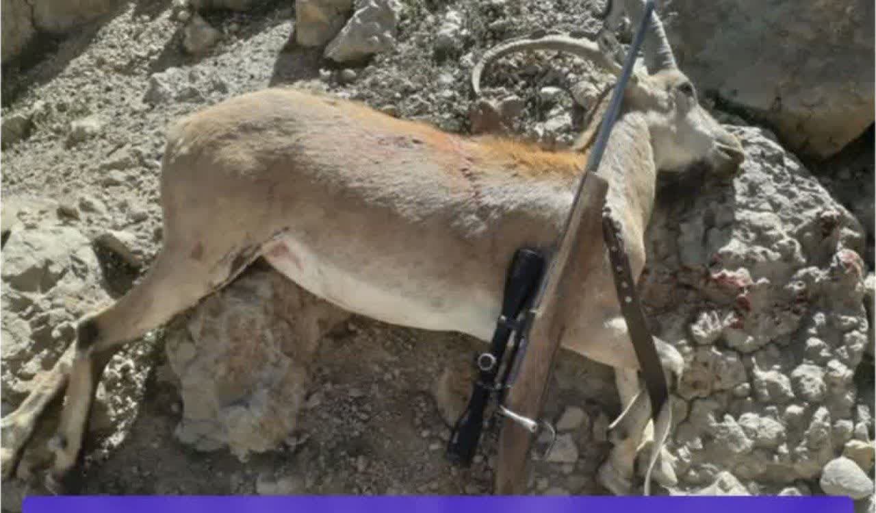 ۳ سال و هشت ماه حبس برای شکارچی غیرمجاز ۳ سال و هشت ماه حبس برای شکارچی غیرمجاز