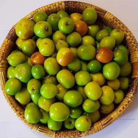 برداشت هفت هزار تن میوه گرمسیری کُنار در سیستان و بلوچستان برداشت هفت هزار تن میوه گرمسیری کُنار در سیستان و بلوچستان