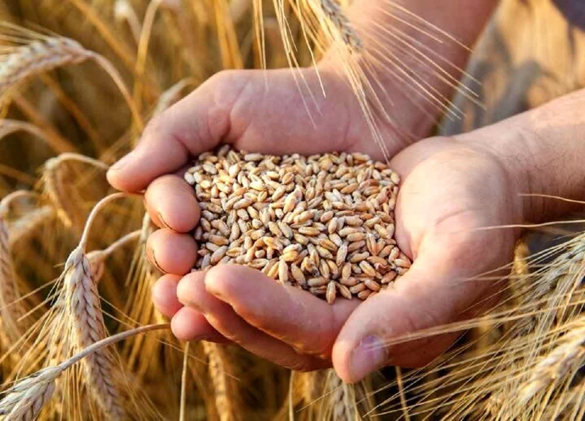 ۳۰ همت گندم خریداری و ۲.۳ همت پرداخت شده است ۳۰ همت گندم خریداری و ۲.۳ همت پرداخت شده است