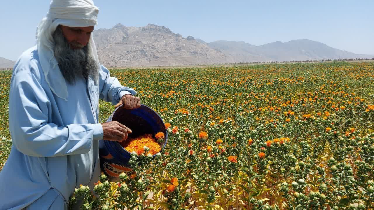  آغاز برداشت گلرنگ مزارع کشاورزی شهرستان تفتان