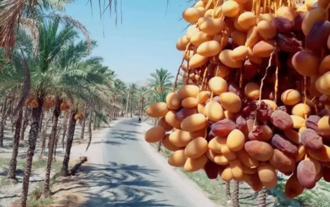  رویداد نوآورانه «دی نخل» صنعت خرما در سیستان و بلوچستان برگزار شد