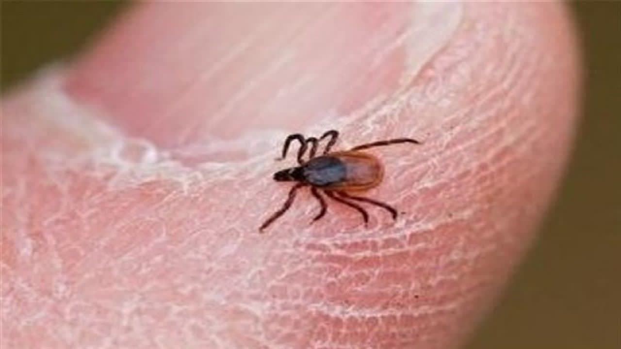  ابتلای ۱۹ نفر به تب ‌کنگو در زاهدان/ ۲ نفر فوت شدند