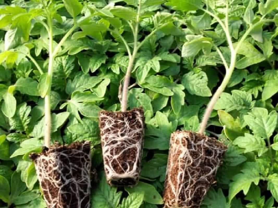 تولید بیش از ۲ میلیون و ۳۰۰ هزار نشاء در گلخانه های شهرستان بستک