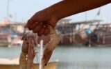 آغاز فصل صید میگوی هرمزگان از دهم مهرماه آغاز فصل صید میگوی هرمزگان از دهم مهرماه