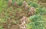 آغاز برداشت سیر سرخ ارگانیک در بشاگرد آغاز برداشت سیر سرخ ارگانیک در بشاگرد