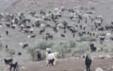 بازدید میدانی مدیر جهاد کشاورزی شهرستان بشاگرد از منطقه اسکان عشایری بندبارک 