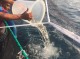 آغاز ذخیره سازی ماهی شانک در  قفس های پرورش ماهیان دریایی در   قشم