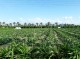 مزرعه های هشتبندی (میناب) به روایت تصویر