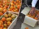 ۳۷ هزار تن نارنگی از باغ‌های هرمزگان برداشت شد
