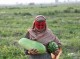 مدیر زراعت جهاد کشاورزی هرمزگان اعلام کرد:پیش برداشت بیش از۱۱۴هزار تن هنداونه بهاره در هرمزگان