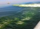 شکوفایی جلبکی «نوکتی لیکا» از دریای عمان به سمت خلیج‌فارس درحال پیشروی است