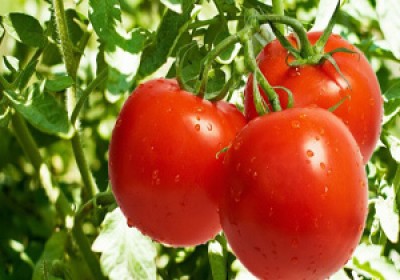 برداشت گوجه از مزارع کهنوج