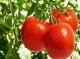 برداشت گوجه از مزارع کهنوج