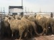 گوسفندهای دم‌دراز وارداتی هم شایعه‌ساز شدند+عکس