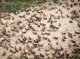 رئیس سازمان جهادکشاورزی هرمزگان؛سم پاشی ۱۱۲ هزار هکتار از اراضی هرمزگان برای مقابله با ملخ صحرایی