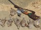 بازداشت شکارچی متخلف در رودان