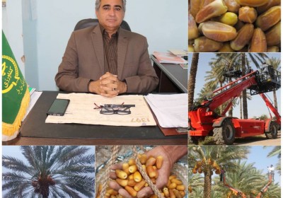 تولید بیش از ۲۰۸ هزارتن خرما در جنوب کرمان