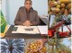 تولید بیش از ۲۰۸ هزارتن خرما در جنوب کرمان
