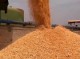 خرید ۸۱۳ تن گندم بذری از کشاورزان توسط شبکه تعاون روستایی جنوب کرمان