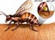 نیش زنبور جوانی ۳۵ساله را در کهنوج روانه دیار باقی کرد
