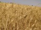 حیدری ؛ دو مرکز خرید گندم در چاه دادخدا و سرخ قلعه برای خرید محصول کشاورزان قلعه گنج راه اندازی می شود