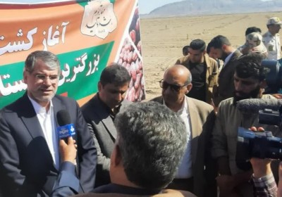 وزیر جهاد کشاورزی:واردات موز در گرو افزایش سطح موزستان در سیستان وبلوچستان است