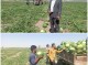 آغاز برداشت هندوانه از سطح ۱۵۰۰هکتار مزارع شهرستان فاریاب
