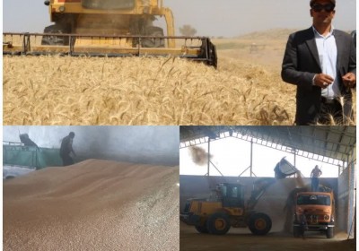 پایان برداشت گندم در شهرستان فاریاب با تولید بالغ بر ۲۸هزار تن محصول