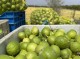 رییس اداره بازرگانی تعاون روستایی هرمزگان: هزینه محصول لیموترش به‌زودی به حساب باغداران واریز می‌شود