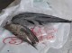 سرپرست اداره حفاظت محیط زیست شهرستان کهنوج:متخلفین شکار ۷ قطعه قمری در شهرستان کهنوج دستگیر شدند