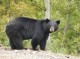 مشاهده ۴ قلاده خرس سیاه آسیایی در کهنوج