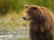 حمله خرس سیاه به مرد شمیلی