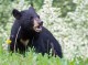 حمله خرس سیاه آسیایی به بانوی رودانی