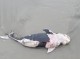تلف شدن نهنگ پورپویز در ساحل بندرعباس