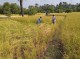 برداشت برنج ۲۲۰ هکتار از شالیزارهای شهرستان خاش
