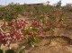مشکلات کشاورزان جنوب کرمانی روی میز وزیر جهادکشاورزی