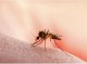 غربالگری اتباع برای پیشگیری از شیوع مالاریا در هرمزگان