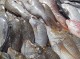 عرضه مستقیم ماهی تنظیم بازار در بندرعباس